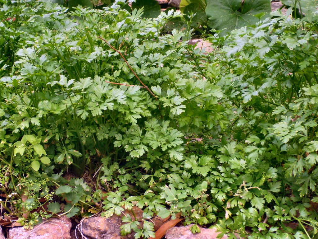 Parsley