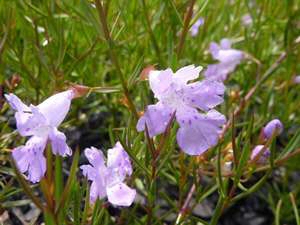 Hemiandra pungens – Snake Plant