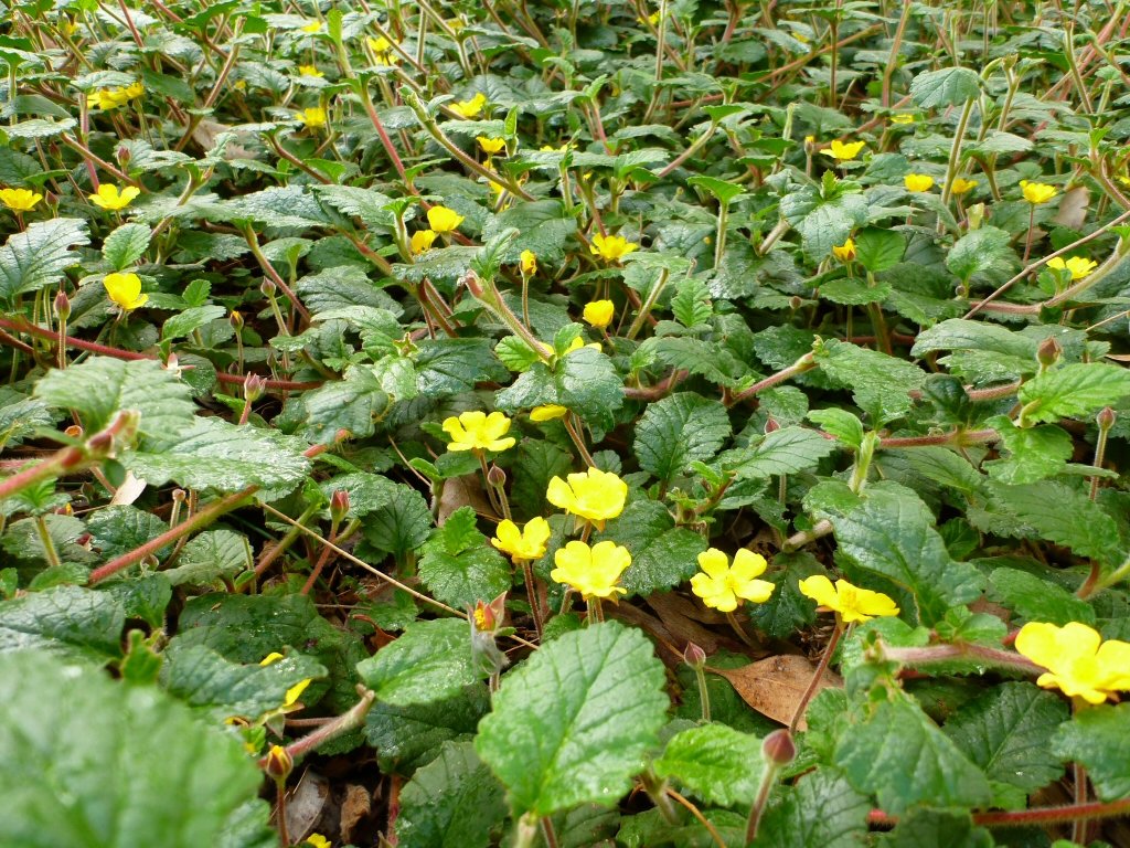 Hibbertia grossulariifolia – Guinea Flower