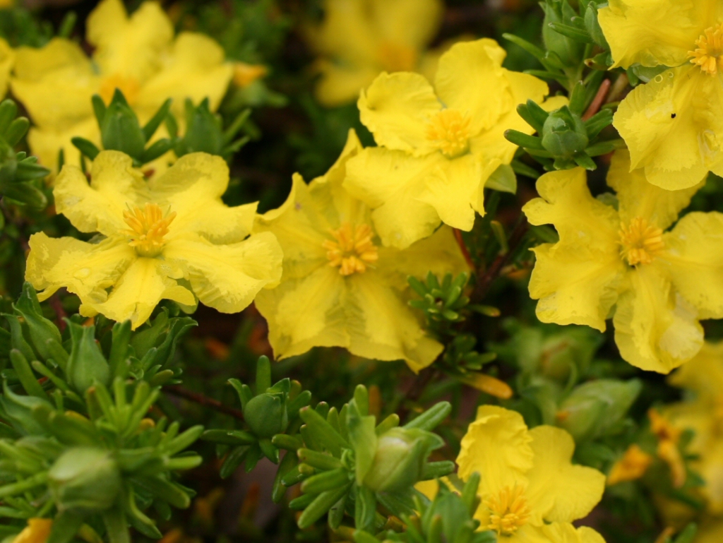 Hibbertia sp ‘Golden Sunburst’ – Guinea Flower