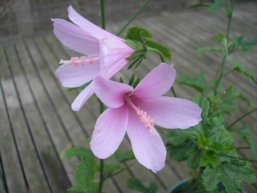 Hibiscus geranioides ‘La Belle’ – Native Hibiscus
