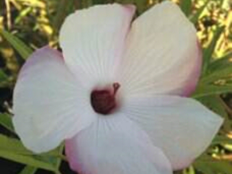 Hibiscus hybrid ‘Aussie Pearl’ – Native Hibiscus