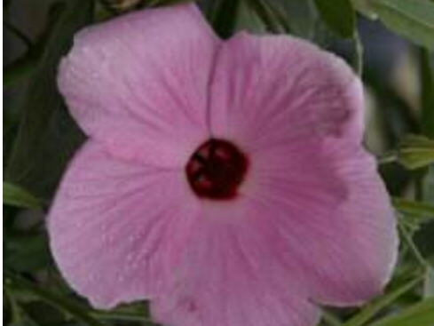 Hibiscus hybrid ‘Aussie Pink’ – Native Hibiscus