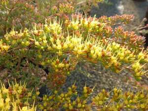 Homoranthus prolixus