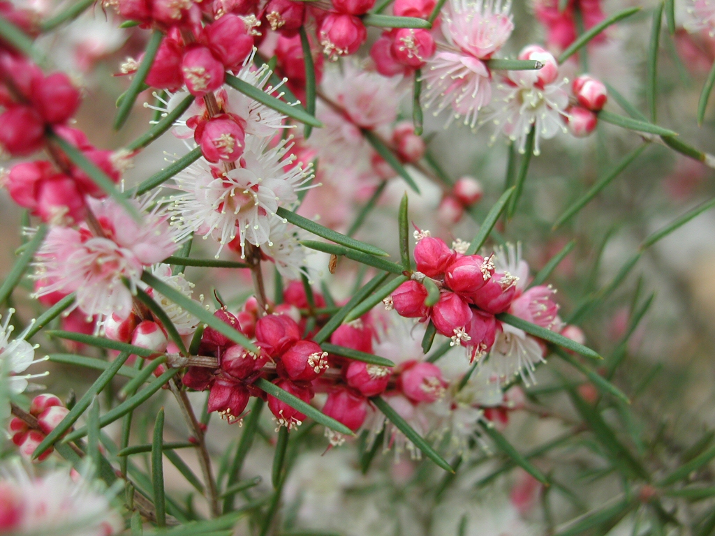 Hypocalymma angustifolium – Myrtle