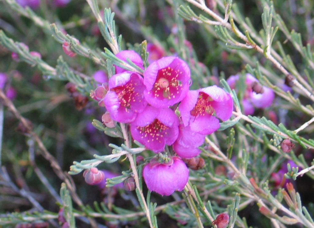 Hypocalymma puniceum – Large Myrtle
