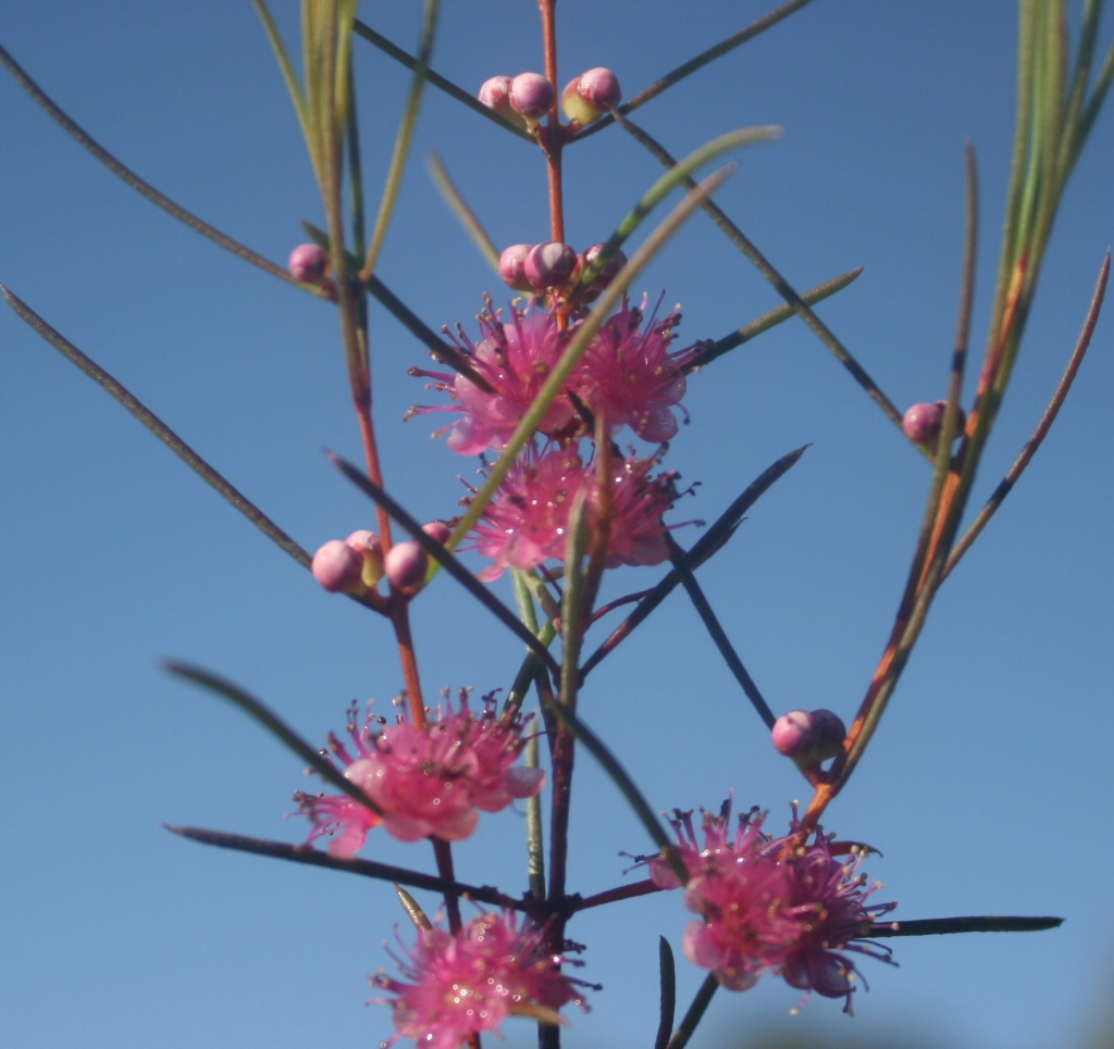 Hypocalymma strictum – Pink Myrtle