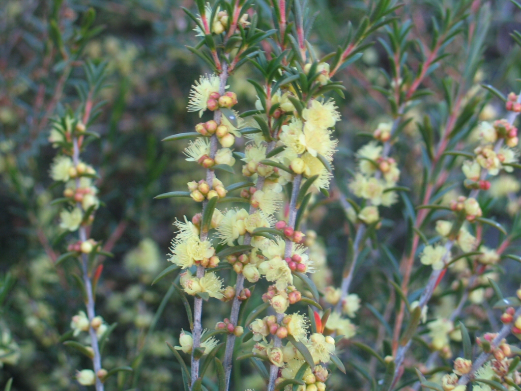 Hypocalymma xanthopetalum – Golden Flowered Myrtle
