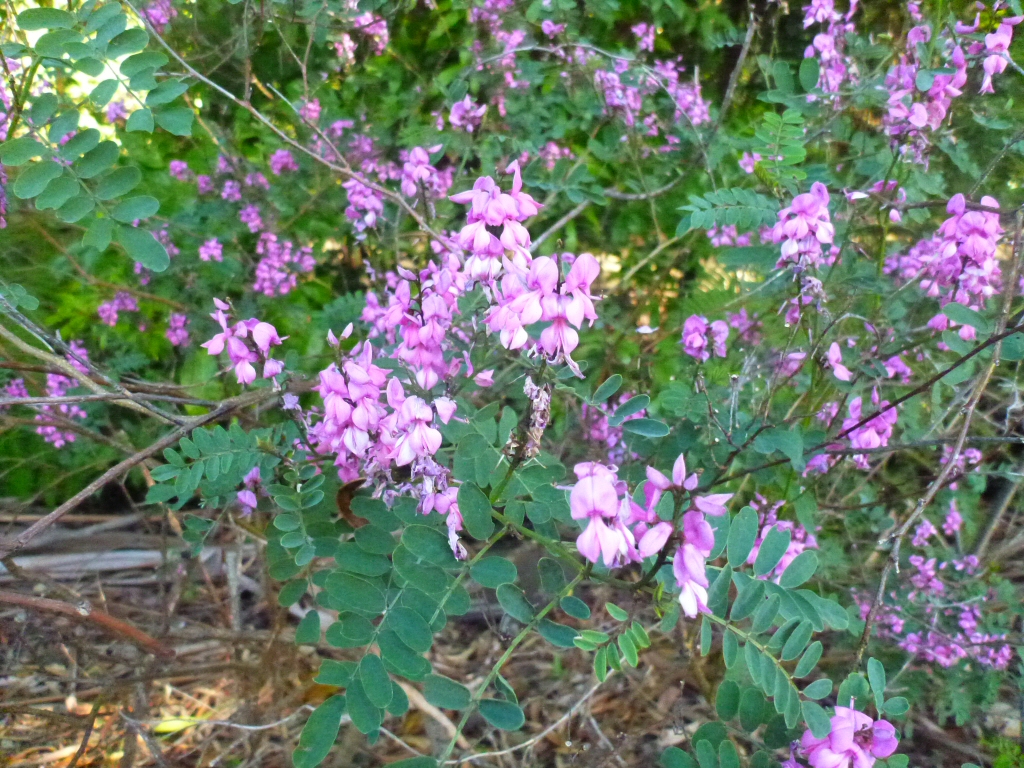 Indigofera australis – Australian Indigo