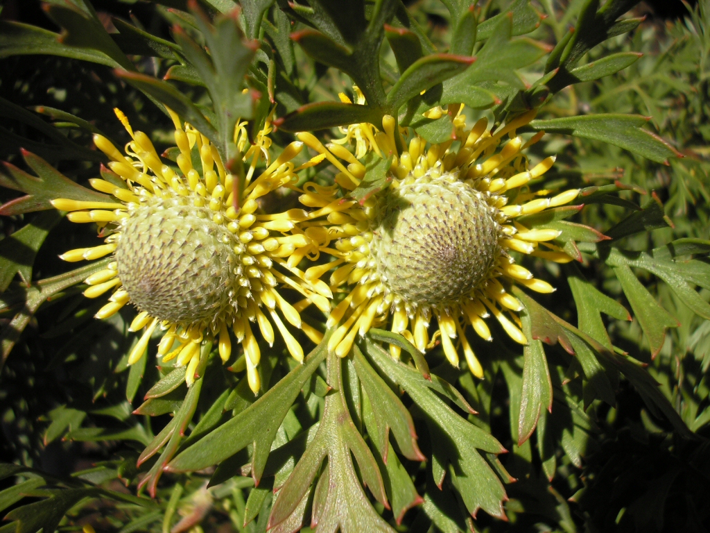 Isopogon anemonifolius ‘Woorikee 2000’ – Drumsticks