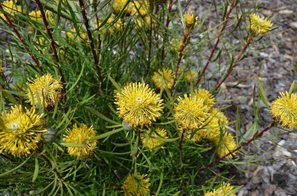 Isopogon anemonifolius ‘Sunshine’ – Drumsticks