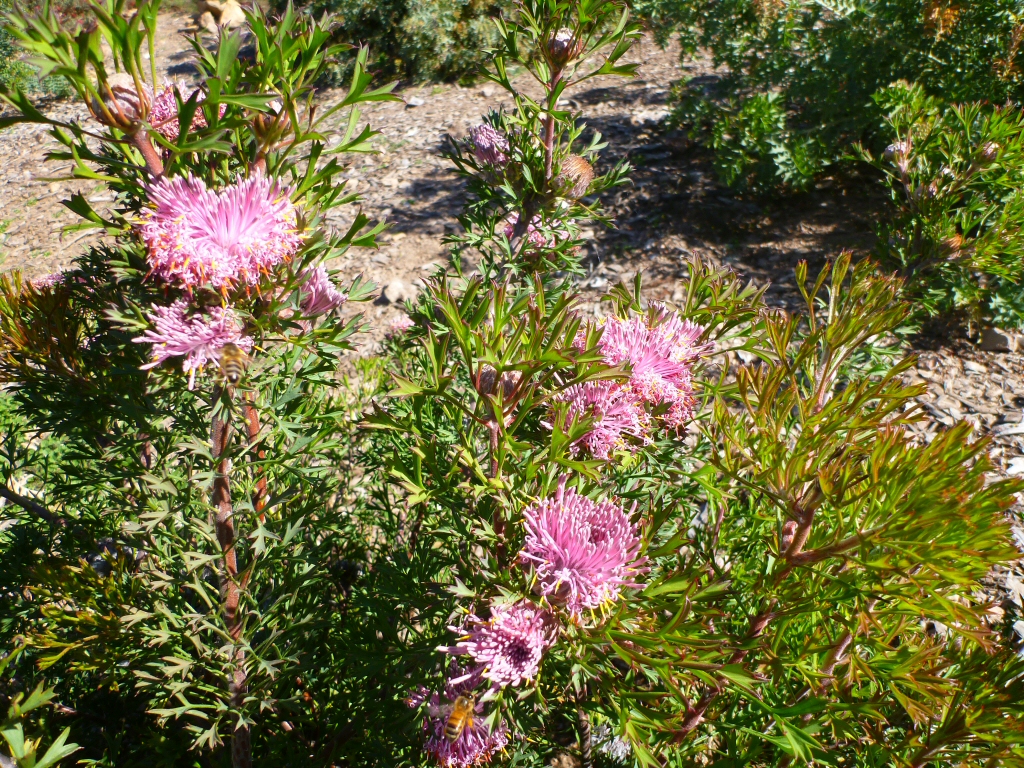 Isopogon dubius – Rose Cone Flower