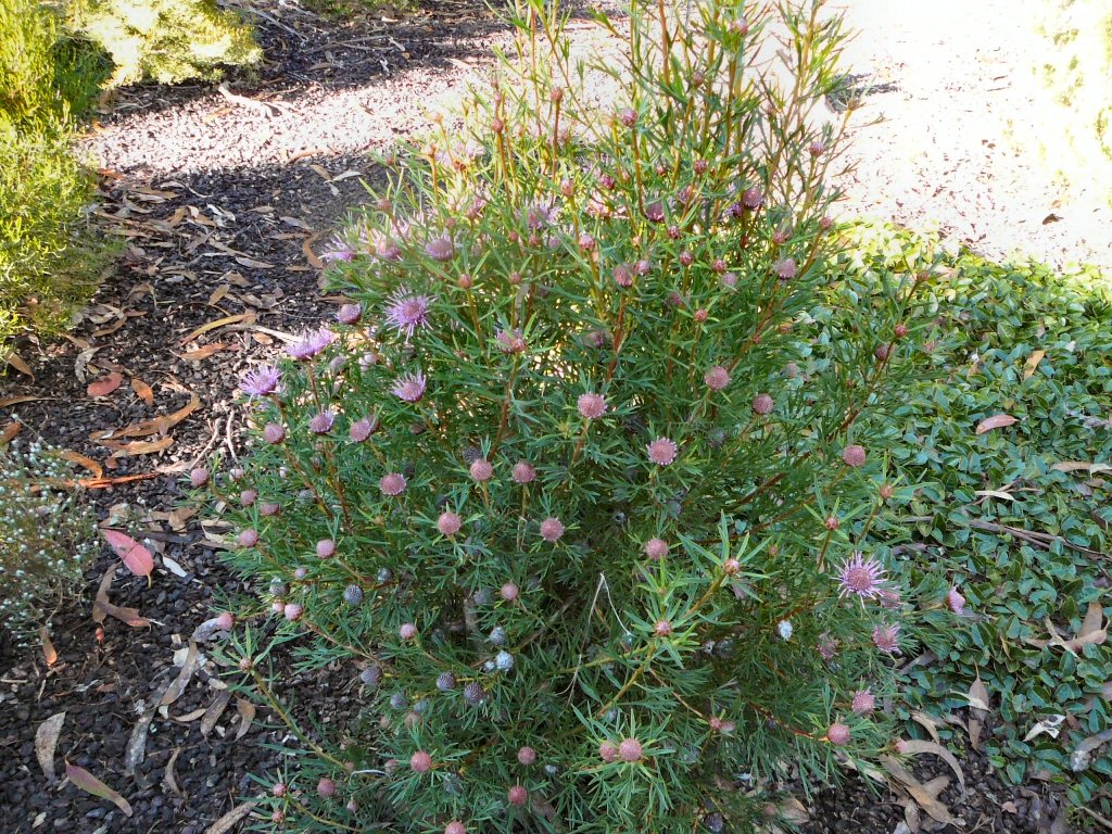 Isopogon ‘Candy Cones’ – Drumsticks