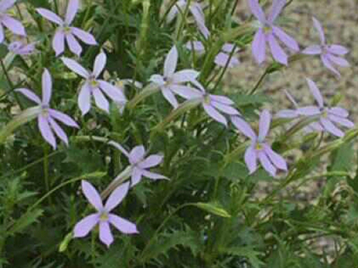 Laurentia axillaris ‘Pink Star’ – Pink Star Creeper