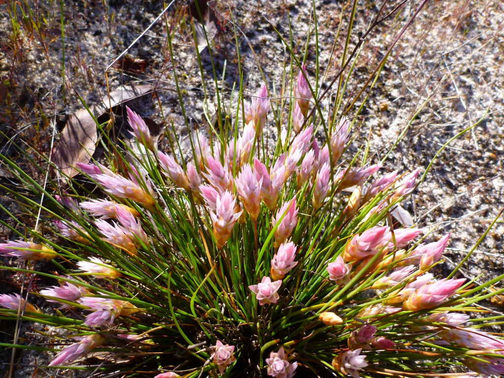 Johnsonia lupulina – Hooded Lily