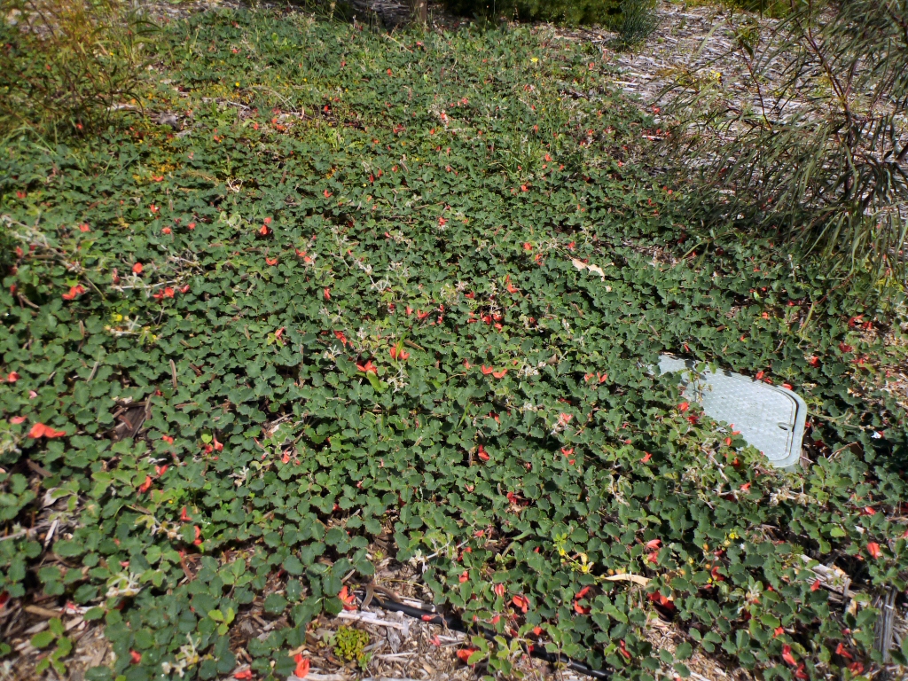 Kennedia prostrata – Running Postman