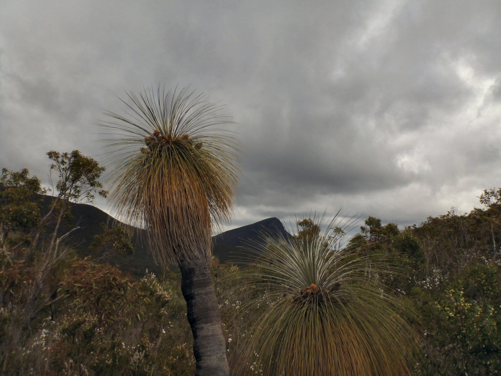 Kingia australis