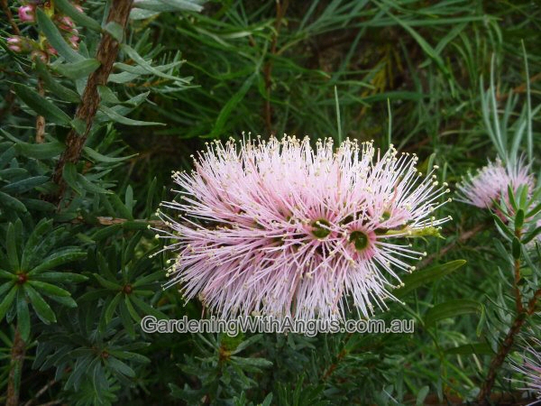 Kunzea baxteri ‘Solomon’s Pink’