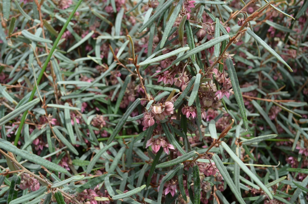 Lasiopetalum baueri ‘Prostrate’ – Slender Velvet Bush