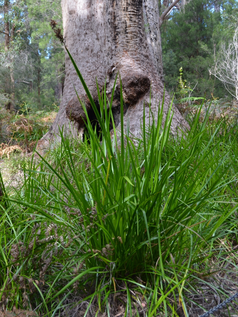 Lepidosperma effusum – Sword Grass