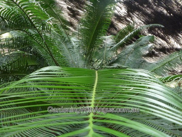 Lepidozamia peroffskyana – Cycad Palm