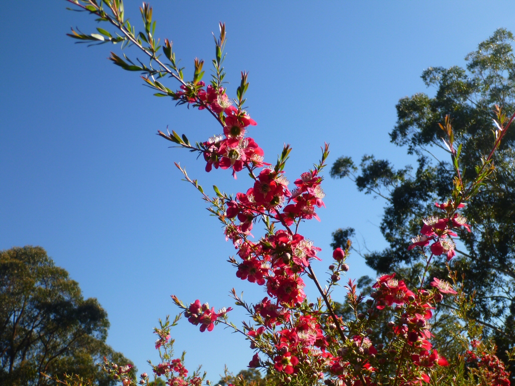 Leptospermum ‘Outrageous’ – Tea Tree
