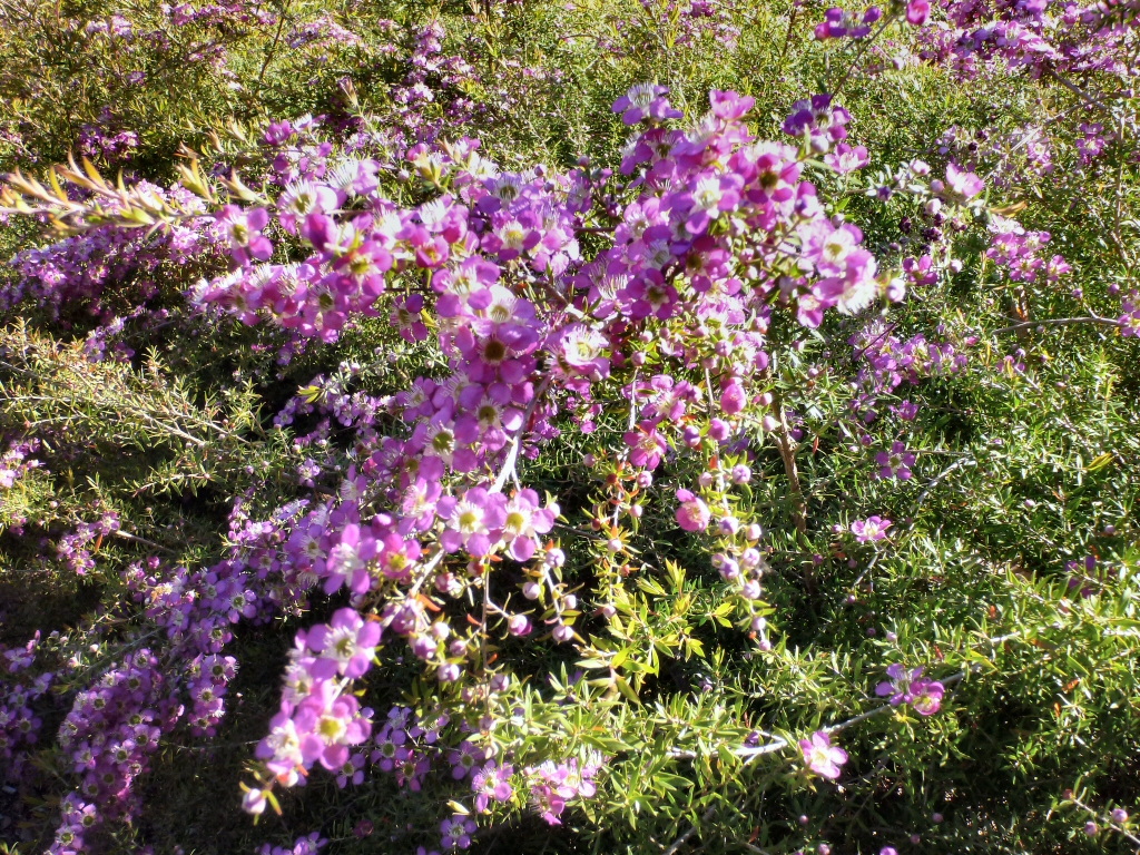 Leptospermum polygalifolium ‘Pageant’ – Tea Tree