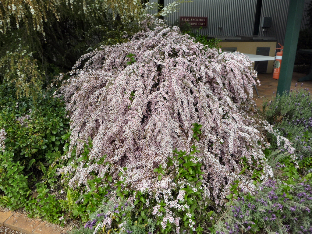 Leptospermum hybrid ‘Pink Cascade’ – Tea Tree
