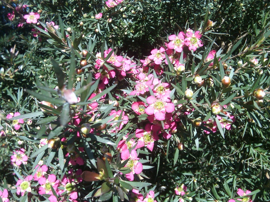 Leptospermum ‘Rudolph’ – Tea Tree
