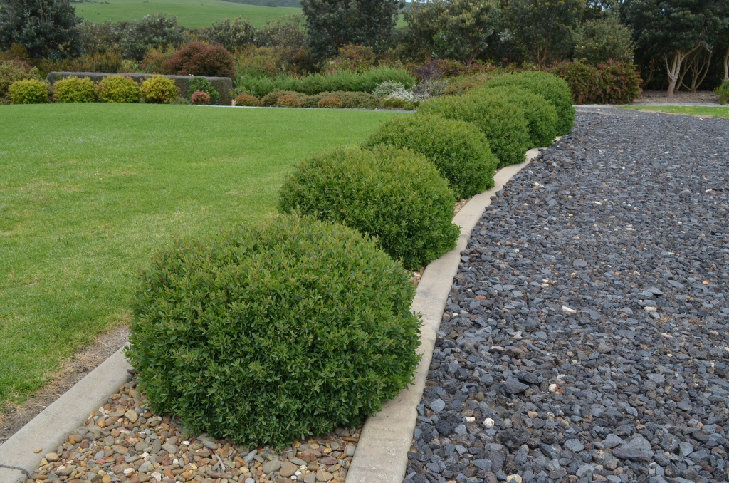 Leptospermum laevigatum ‘Fore Shore’ – Tea Tree