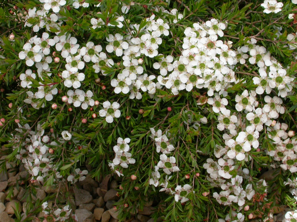 Leptospermum ‘White Wave’ – Tea Tree