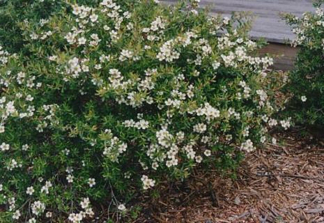 Leptospermum obovatum ‘Lemon Bun’ – Tea Tree