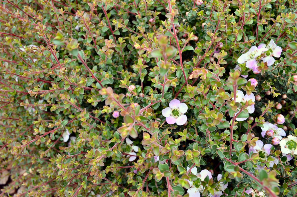 Leptospermum rotundifolium ‘Bobbles’ – Tea Tree