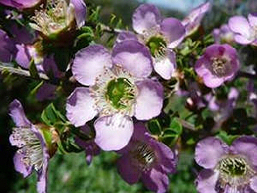 Leptospermum rotundifolium ‘Lavender Queen’ – Tea Tree