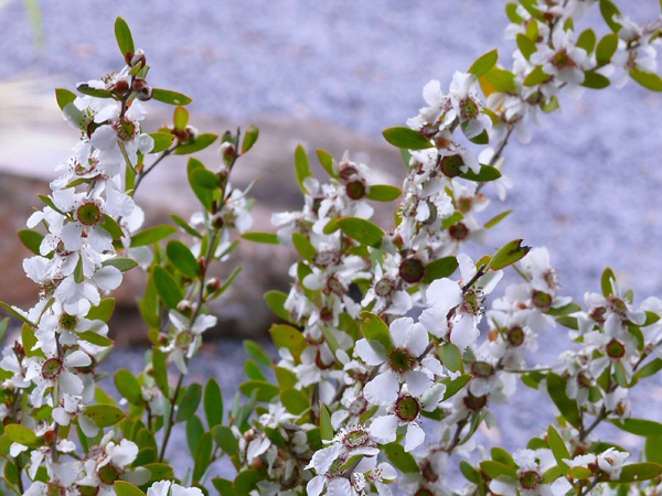 Leptospermum laevigatum ‘Shore Tuff’ – Coastal Tea Tree