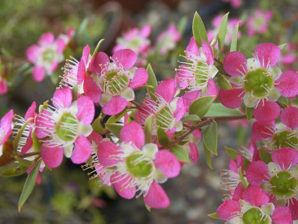 Leptospermum ‘Aphrodite’ – Tea Tree