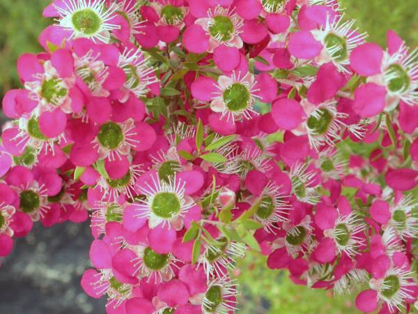 Leptospermum ‘Daydream’ – Tea Tree