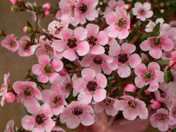 Leptospermum ‘Freya’ – Tea Tree