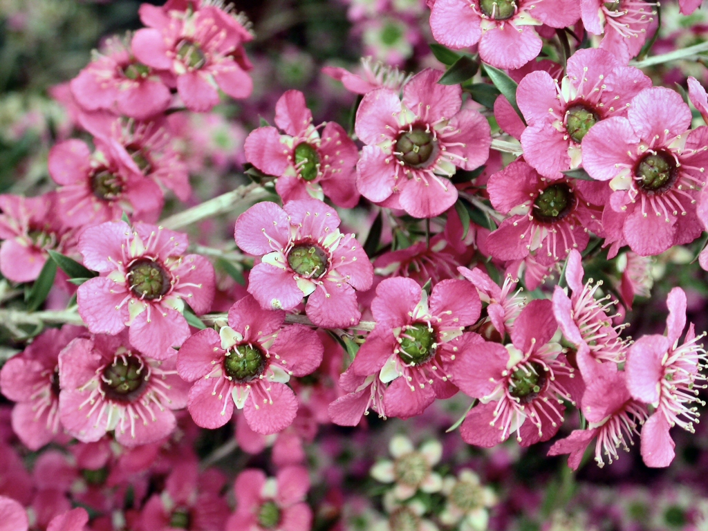 Leptospermum ‘Merinda’ – Tea Tree
