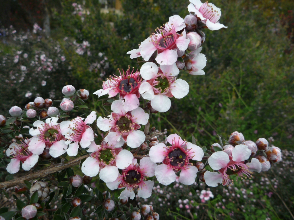 Leptospermum ‘Mesmer Eyes’ – Tea Tree
