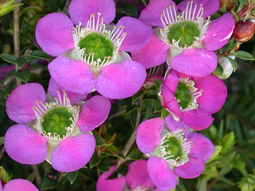 Leptospermum ‘Rhiannon’ – Tea Tree