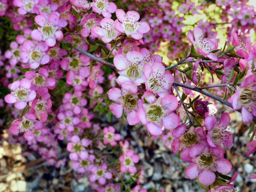 Leptospermum ‘Tickled Pink’ – Tea Tree