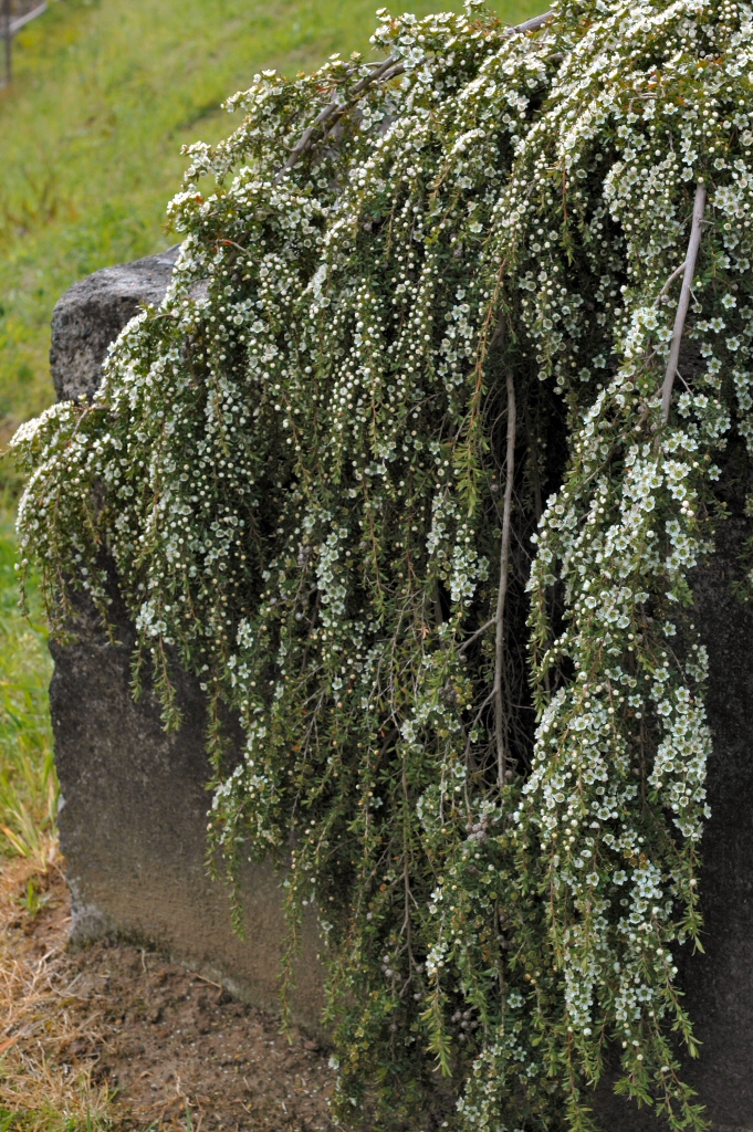 Leptospermum polygalifolium ‘Vertical Drop’ – Tea Tree