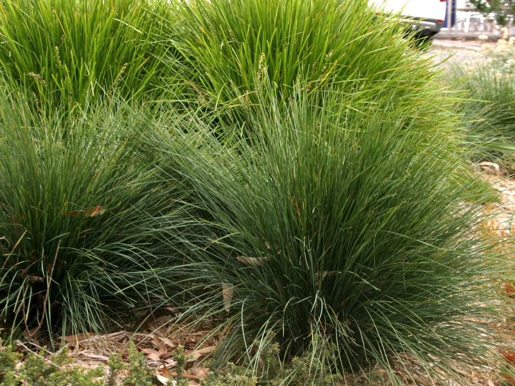 Lomandra confertifolia ssp rubiginosa ‘Mist’