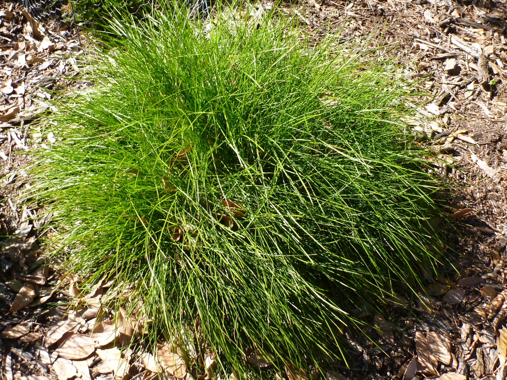 Lomandra confertifolia ‘Little Con’ – Mat Rush