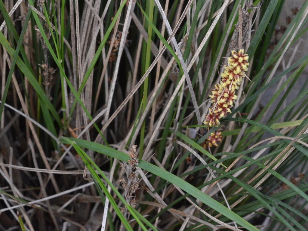 Lomandra confertifolia ‘Seascape’