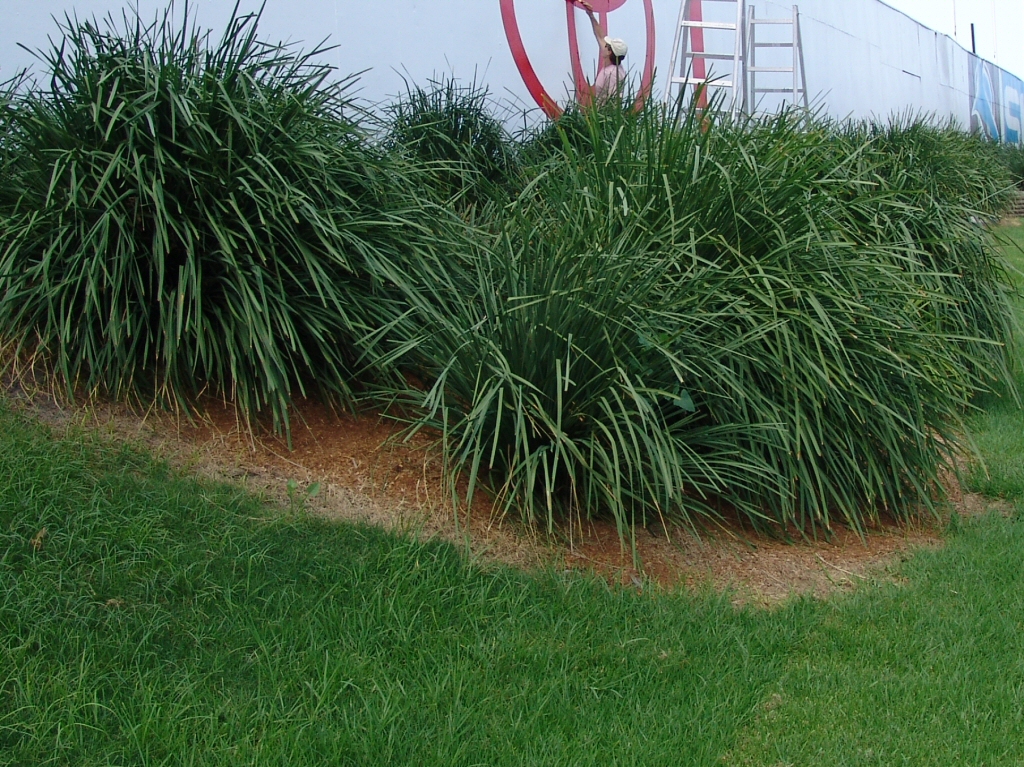 Lomandra longifolia ‘Cassica’ – Mat Rush