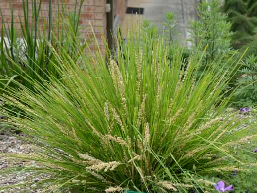 Lomandra longifolia ‘Dalliance’ – Lomandra