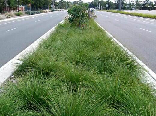Lomandra longifolia ‘Verday’ – Lomandra