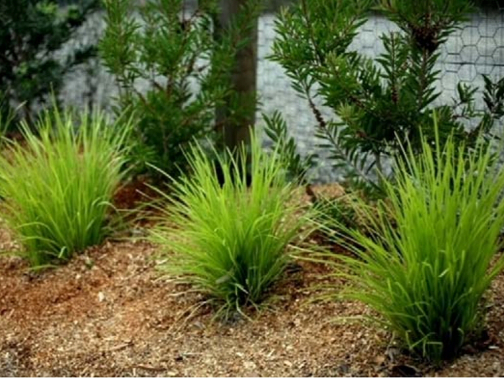 Lomandra confertifolia ssp pallida ‘Golden Spray’ – Mat Rush